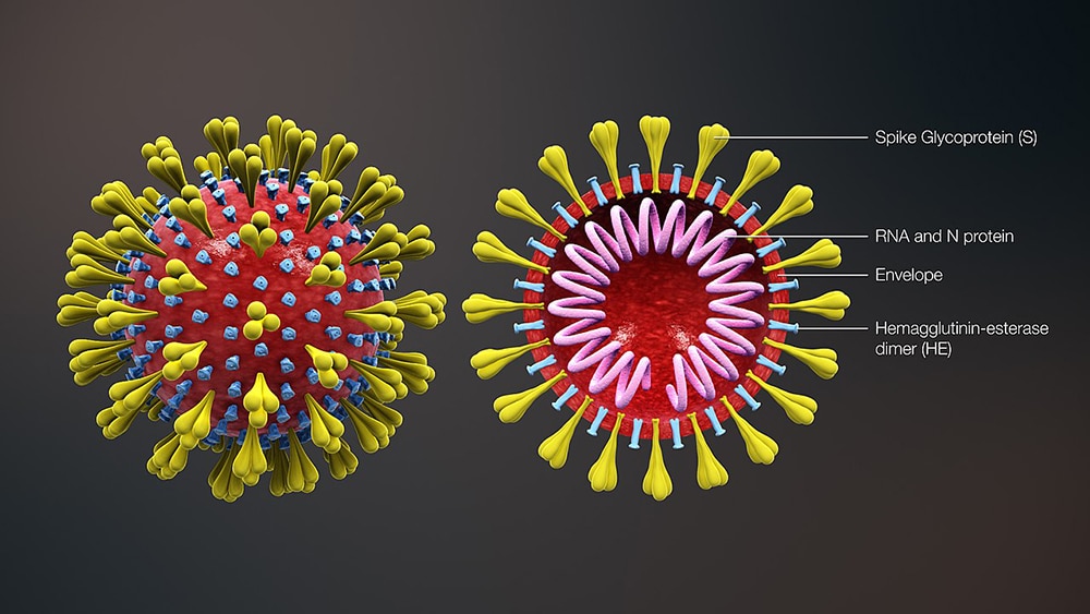 Infection à coronavirus stable, espoirs et doutes de Tg. Le rapport Infection à coronavirus stable, espoirs et doutes de Tg. Le rapport
