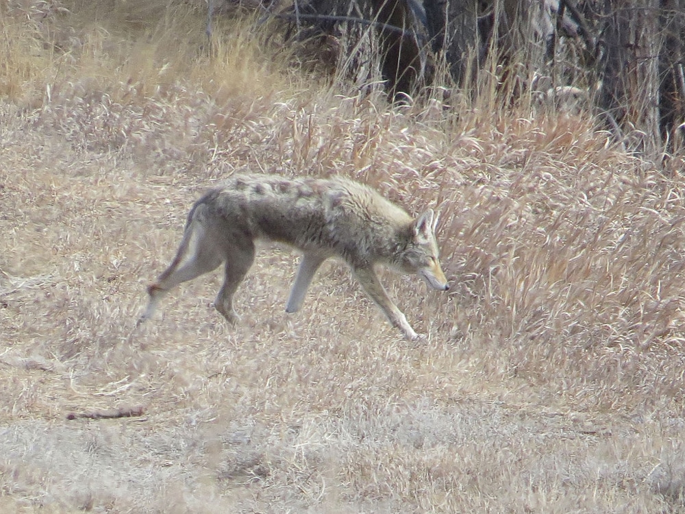 Petite bête sauvée des crocs d’un coyote à Vaudreuil-Dorion