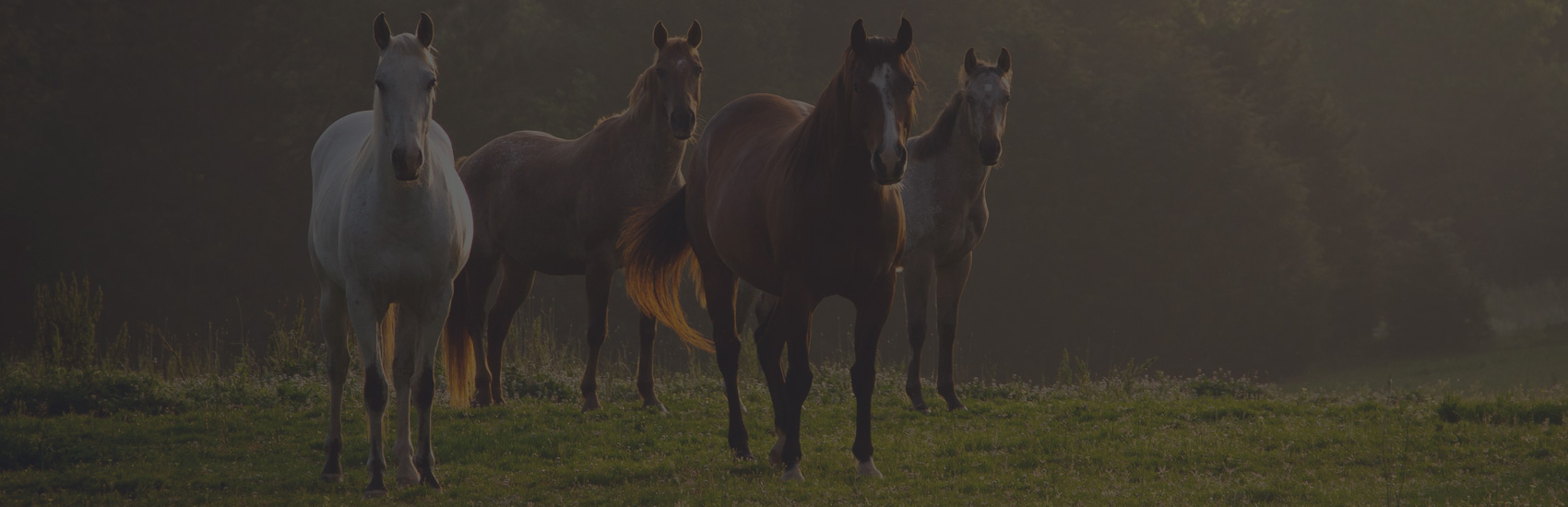 Un refuge pour chevaux, et un bien-être pour les humains.