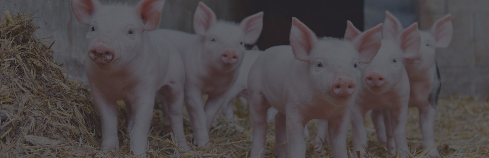 The pork industry goes through Les Cèdres