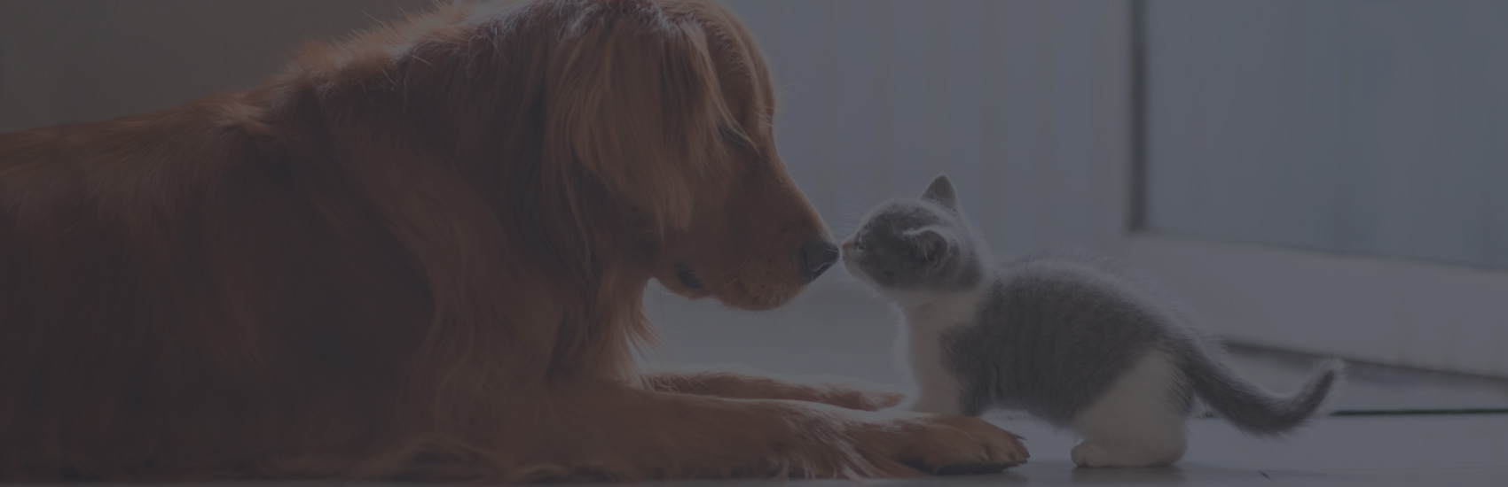 Vaudreuil-Dorion launches its new registration platform for animals