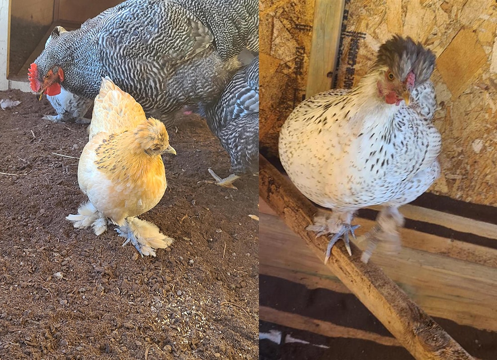 Des poules volées de leur enclos à l’école secondaire du Chêne-Bleu