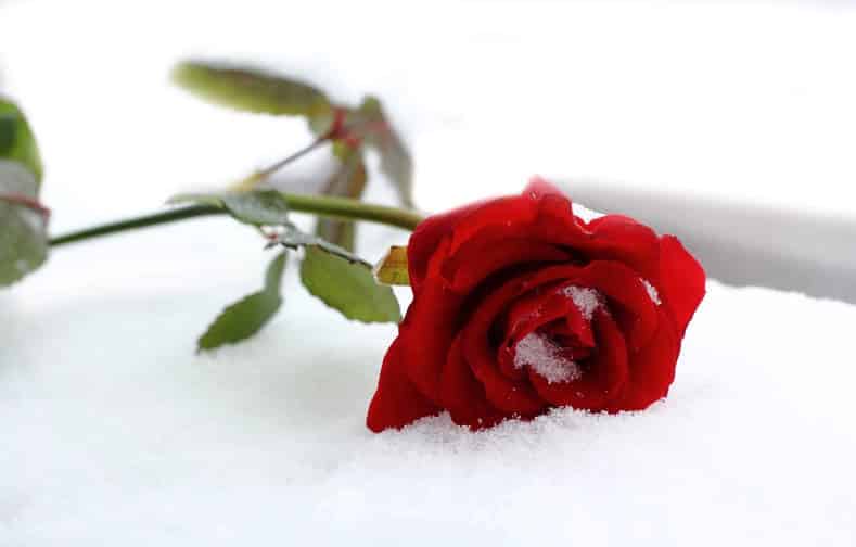 Des roses rouges pour se souvenir d'elles | VIVA MÉDIA